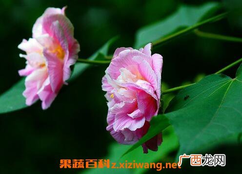 木芙蓉花的养殖方法 养殖木芙蓉花的注意事项
