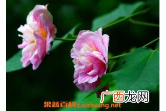 木芙蓉花的养殖方法 养殖木芙蓉花的注意事项