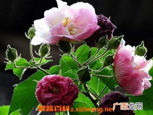 木芙蓉花的养殖方法 养殖木芙蓉花的注意事项