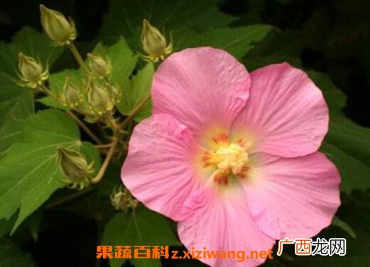 木芙蓉图片 木芙蓉的功效与作用