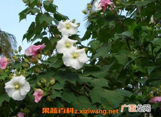 木芙蓉图片 木芙蓉的功效与作用
