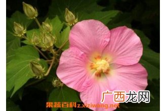 木芙蓉图片 木芙蓉的功效与作用