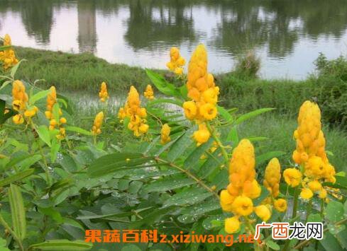 翅荚决明的功效与作用 翅荚决明的副作用