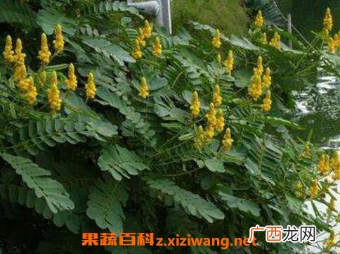翅荚决明的功效与作用 翅荚决明的副作用