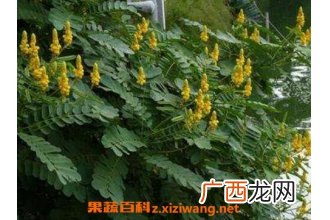 翅荚决明的功效与作用 翅荚决明的副作用