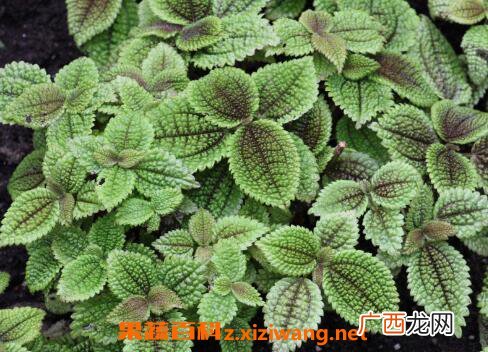 皱叶冷水花会开花吗 皱叶冷水花的养殖方法和注意事项