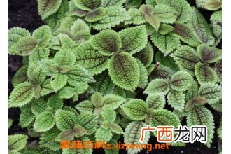 皱叶冷水花会开花吗 皱叶冷水花的养殖方法和注意事项