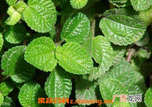 皱叶冷水花会开花吗 皱叶冷水花的养殖方法和注意事项
