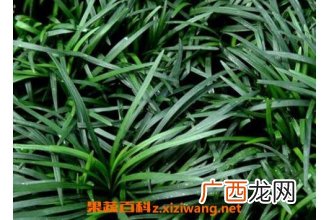 玉龙草的功效与作用