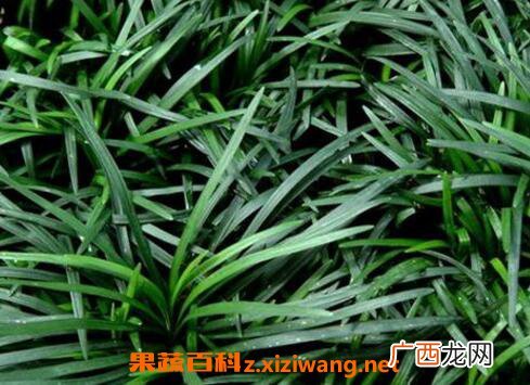 玉龙草的功效与作用