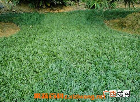 玉龙草的功效与作用