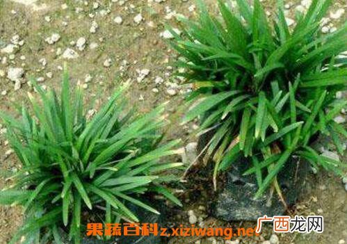 玉龙草和麦冬草的区别 玉龙草怎么种植