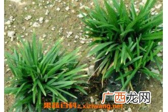 玉龙草和麦冬草的区别 玉龙草怎么种植
