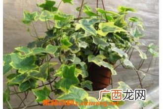 金边常春藤的养殖方法和养殖技巧