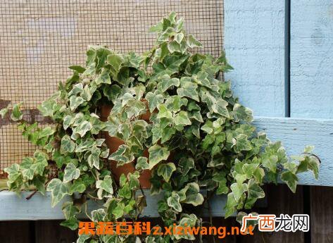 金边常春藤的养殖方法和养殖技巧