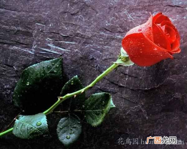 红玫瑰花语是什么意思(红玫瑰花数量有哪些含