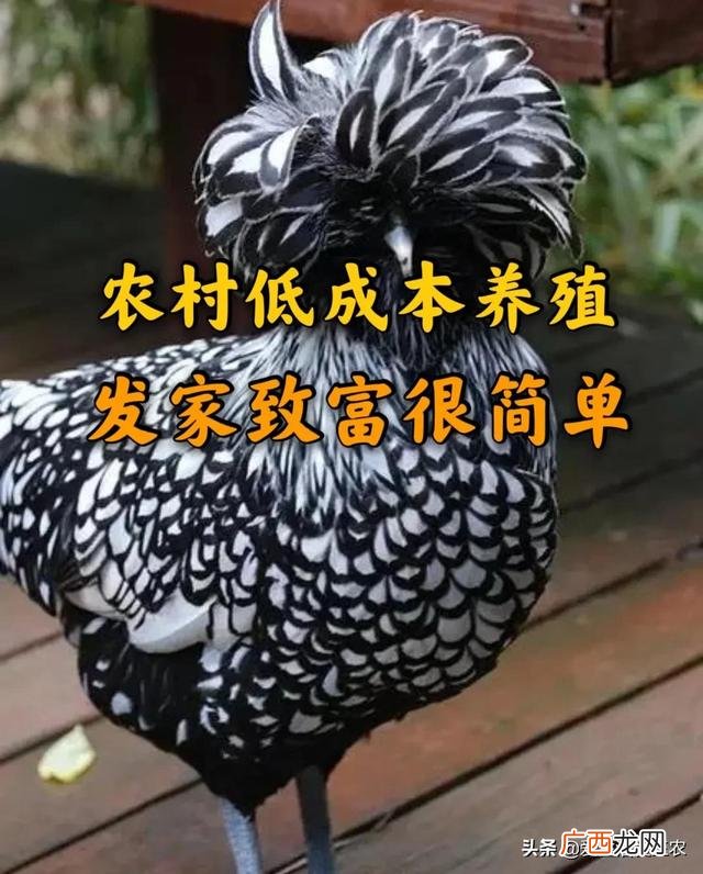 适合农村的致富小项目 2016年农村赚钱项目