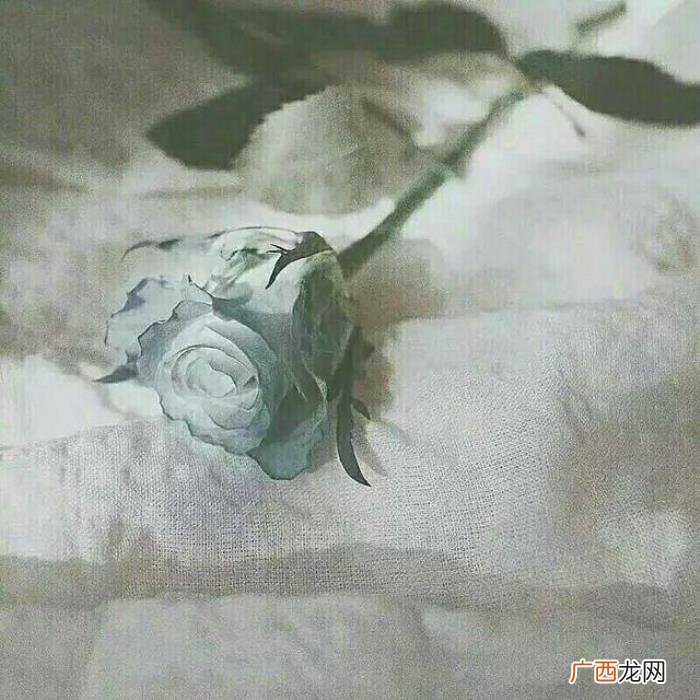 21句网易云热评|风筝有风 风筝有风海豚有海
