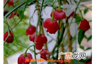 风铃椒什么时候种好 风铃椒一般如何进行种植