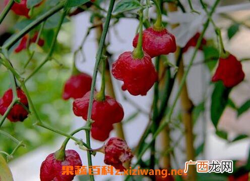 风铃椒什么时候种好 风铃椒一般如何进行种植