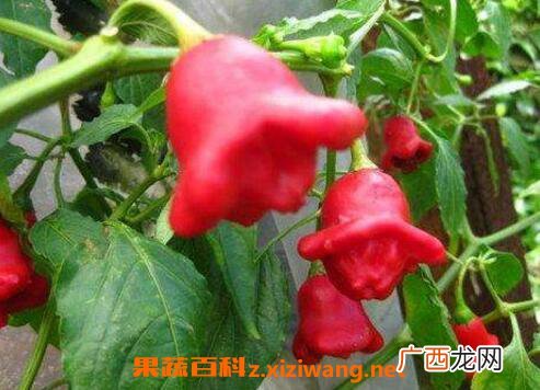 风铃椒什么时候种好 风铃椒一般如何进行种植