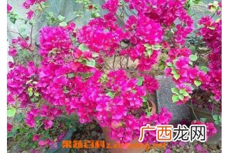 三角梅的养殖方法 三角梅怎么养好