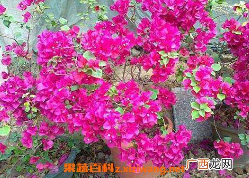三角梅的养殖方法 三角梅怎么养好