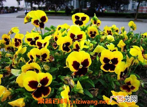 三色堇图片 三色堇的养殖方法技巧