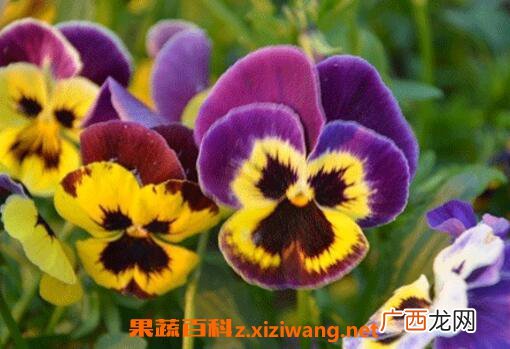 三色堇图片 三色堇的养殖方法技巧