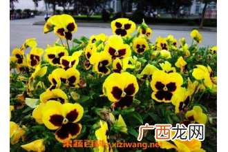 三色堇图片 三色堇的养殖方法技巧