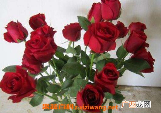 摘下来的花怎样保存 鲜花怎么保存时间长