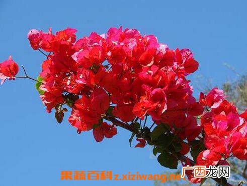 三角梅的修剪方法 三角梅的栽培方法