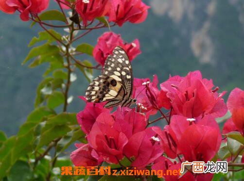 三角梅的修剪方法 三角梅的栽培方法