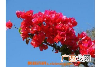 三角梅的修剪方法 三角梅的栽培方法