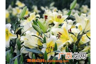 百合花的功效与作用 百合花的禁忌