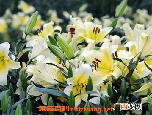 百合花的功效与作用 百合花的禁忌