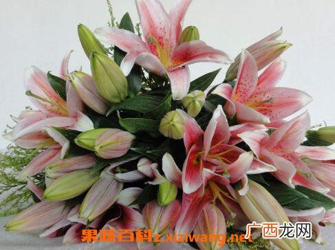 百合花的功效与作用 百合花的禁忌