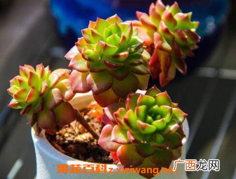 蒂亚多肉怎么养蒂亚多肉的养殖技巧