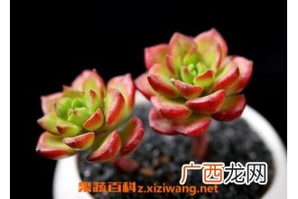 蒂亚多肉怎么养蒂亚多肉的养殖技巧