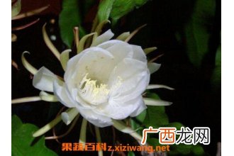 昙花摘下来如何保存 昙花的保存方法