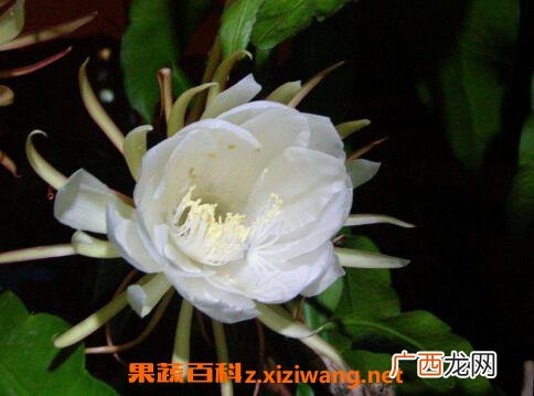 昙花摘下来如何保存 昙花的保存方法