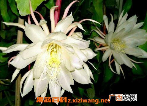 昙花摘下来如何保存 昙花的保存方法