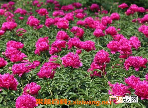 盆栽牡丹花怎么养 家庭盆栽牡丹种植方法
