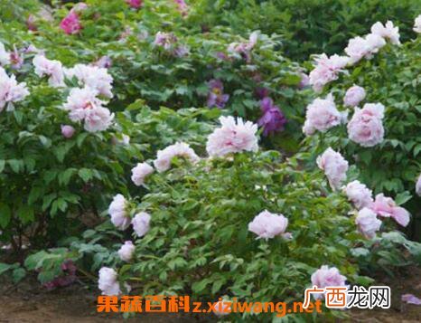 盆栽牡丹花怎么养 家庭盆栽牡丹种植方法
