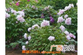 盆栽牡丹花怎么养 家庭盆栽牡丹种植方法