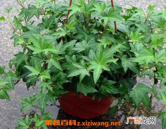 常春藤怎么养长得快 常春藤水培怎么生根快