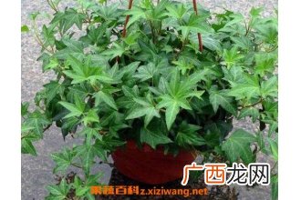 常春藤怎么养长得快 常春藤水培怎么生根快