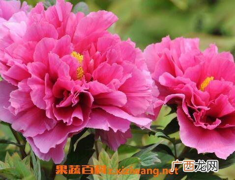 牡丹花如何种植 牡丹花的种植方法技巧