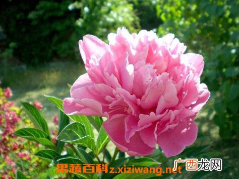 牡丹花如何种植 牡丹花的种植方法技巧