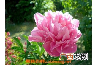 牡丹花如何种植 牡丹花的种植方法技巧